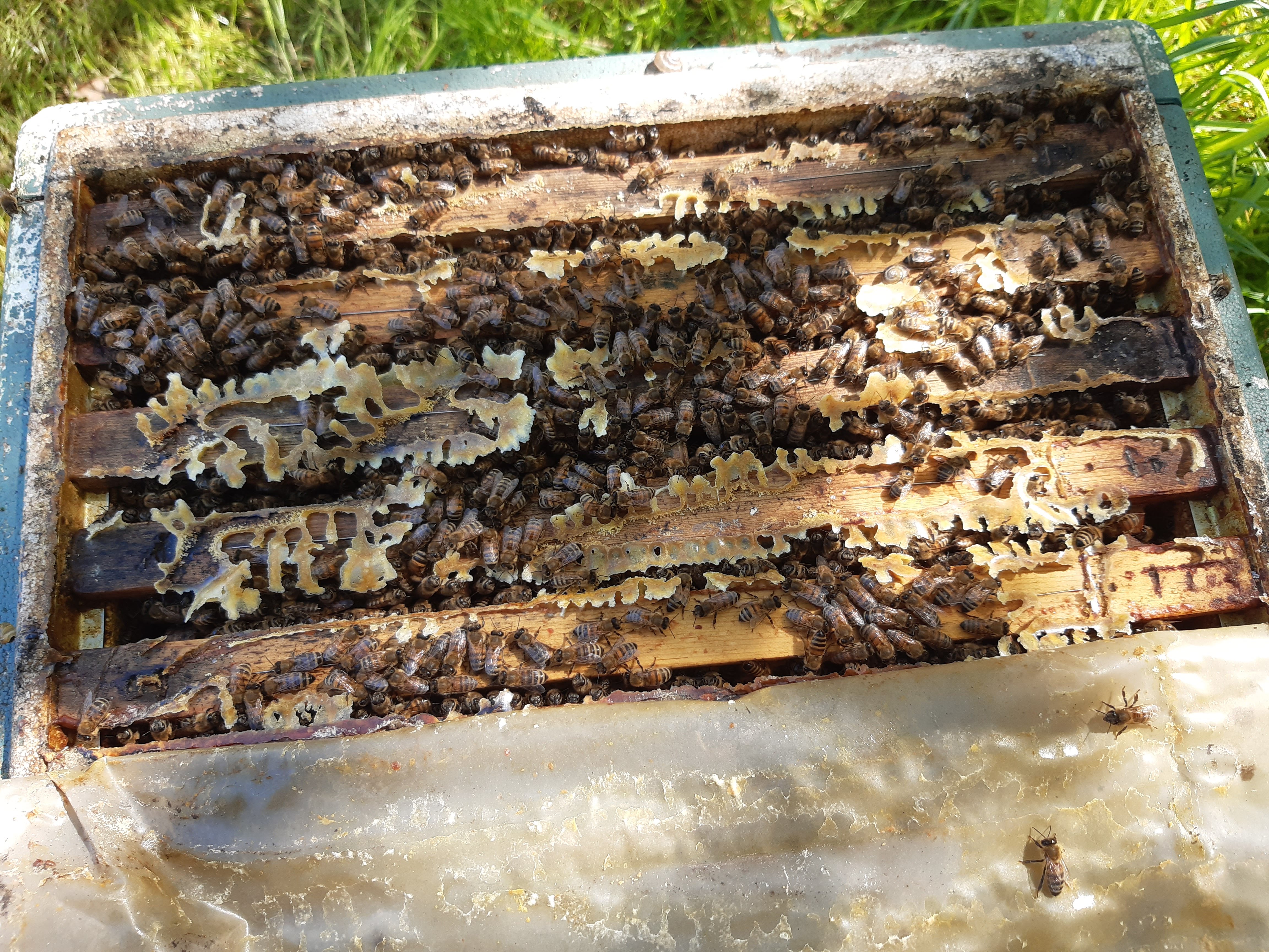 Forårs bifamilier rammemål 12x10 og norsk mål